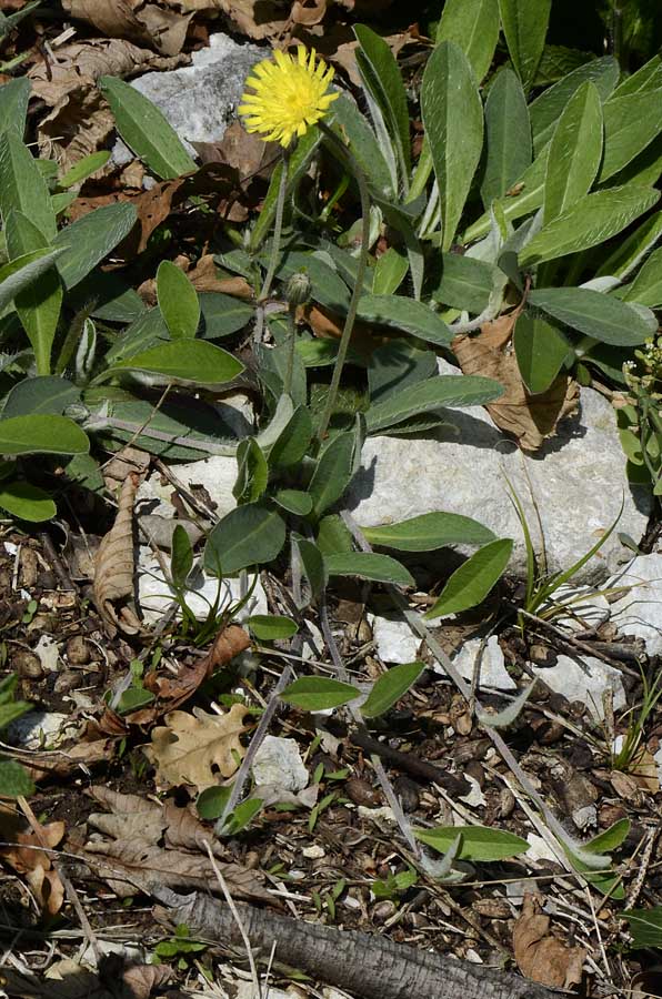 Pilosella officinarum (= Hieracium pilosella) / Pelosella